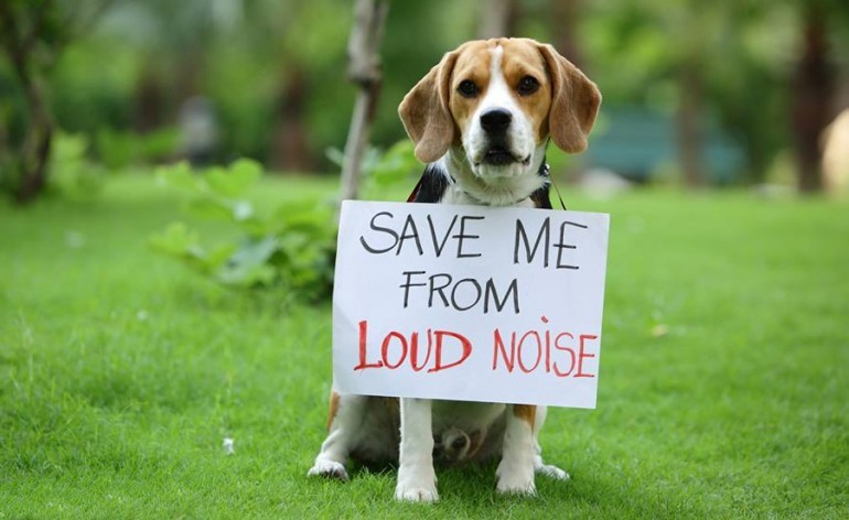 Noise pollution is hurting animals – and we don’t even know how much